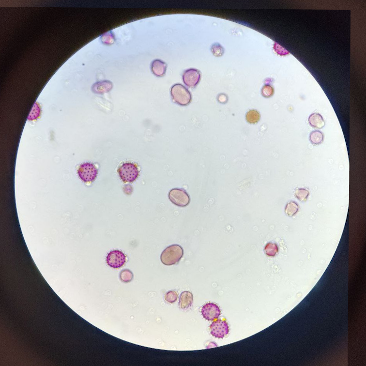 НАВЧАННЯ з виїздом до замовника: ПИЛКОВИЙ АНАЛІЗ МЕДУ (1-3 особи)