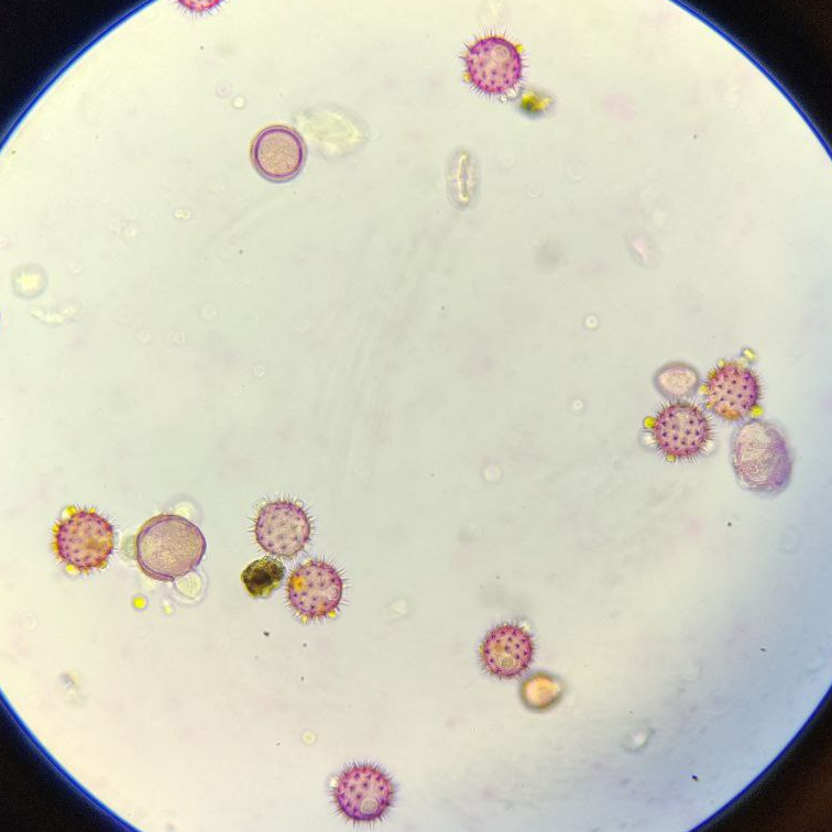 НАВЧАННЯ з виїздом до замовника: ПИлКОВИЙ АНАЛІЗ МЕДУ (4-6 осіб)