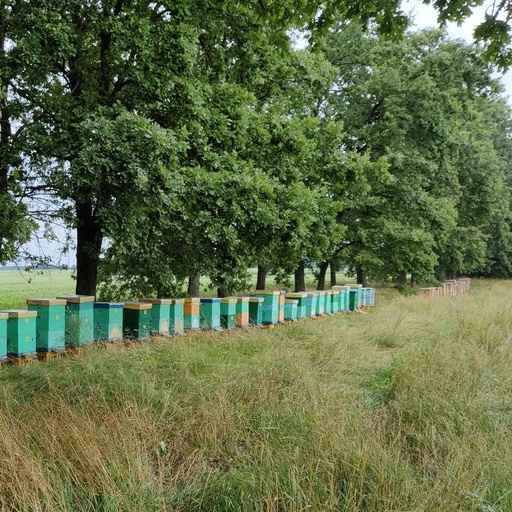 Фахова консультація: КЕРОВАНЕ БДЖОЛОЗАПИЛЕННЯ
