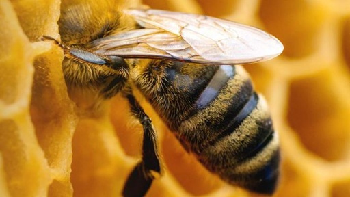 Тест на визначення рівня